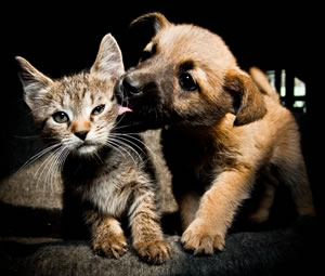 ANANASOWA - wszystko o psach i kotach - Przysmaki dla psów alergików